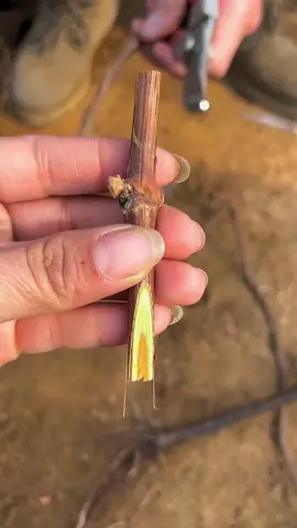 Grapevine hard branch grafting  #fyp #foryou #grafting #graftingtechniques #plantgrafting 