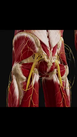 🚀 Take a virtual journey through the posterior hip's nerves with our Unity animation! Explore the sciatic, gluteal, and cluneal nerves up close. Perfect for learning or teaching! #Neuroanatomy  #UnityTech  #SciePro  #MedicalTikTok #muscles  #physio  #nerves  #neurology  #pelvis  #meded  #sciart  #Science  #medical  #med  #madewithunity3d  #unity3d