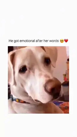 The end of cute and funny dog compilation 🤣 #funnydog #funnypet #cutedog #dogsoftiktok #doglover #dog 