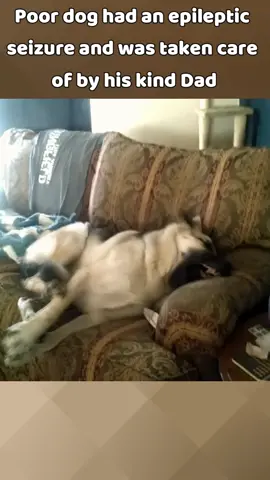So poor Dog pain in sofa 🥹 #seizure #epileptic #seizuredog #fyp #emotional 