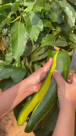 🥑SAB 034🥑 #034avocado #sab034 #sap034 #kebun #wisatakuliner #kulinernusantara #agrowisata #Foodie #alpukat