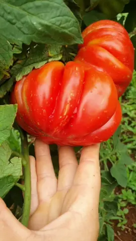 @SERIT Seeds of the World 