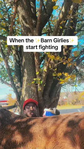 Just don't drag me into it.  #fyp #foryoupage #horsesoftiktok #horsetok #horses #equestrian #horseriding #funnyvideos #comedyskit 