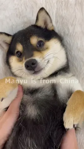 Manyu SpaDay! #littlemanyu#dogsofttiktok #cute #shiba (2)