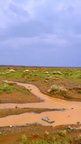 ربيع ومطر وصوت ام سالم😍☘️⛈