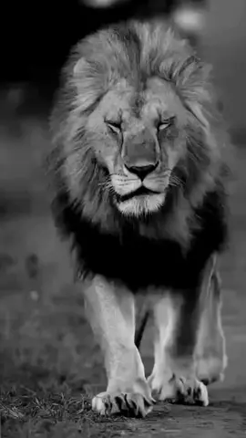 #damarvideolar💔💔😢😔 #damarsözler👍👍👍👍👍 #harbisözler #delikanlısözler #kapaksözler #damarsözler🥀🥀🥀 