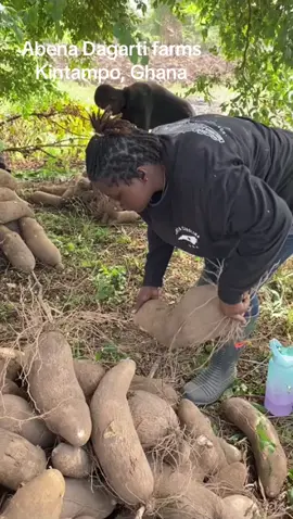 2nd batch of yam harvested today. #viralvideo #fyp #femalefarmer #AbenaDagartifarms 
