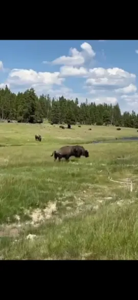 Tourist Watching Beats Nature Watching Every Day Of The Week. #CapCut #attack #animal #yellowstone #yellowstonetv #bison #tourist #trap #morbid #comedy #voiceover #voiceovers 