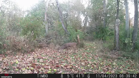 #deer #Buck #indiana #hunt #hunting #merica #usa #deerstand 