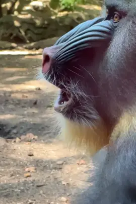 A Mandrill giving us a good Yawn #monkeyforest #foryourpage #fyp #fypシ゚viral #fypシ #tredingtiktok #monkeylover #viralmonkey #monkeysoftiktok #monkeys 