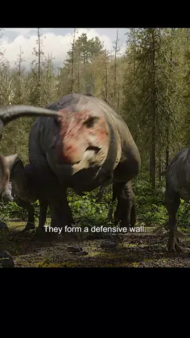 #lifeonourplanet #animal #tiktok 