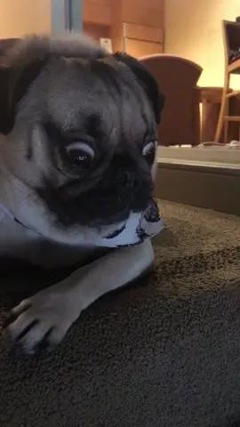 Pugs are…out of this World? 👽 #lookatmyson #pug #dogsoftiktok 