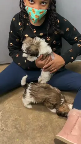 Happy one year anniversary brownie. Thank you for letting us adopt you.#shorkie 