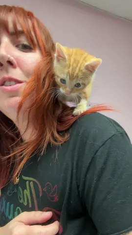 Just another day at the office @Runaways Animal Rescue #kittens #kittensoftiktok #fyp #orangetabbycat 