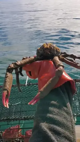 #onthisday #friendliestcatch #california #ocean #fyp #natgeo 