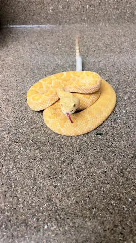 This Is Princess Peaches My Albino Western Diamondback Rattlesnake! 🤩🐍 #rattlesnake #snake #reptile #animals #wildanimals 