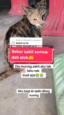 Replying to @alinajoi16 Terima kasih sangat bg feedback sis. 🥰 Air ajaib tengah murah,cepat order. Yang mana ada kucing sel sema, de mam,ba tuk,hilang selera makan,ci rit bi rit dan muntah cepat order. tekan beg kuning sekarang  #rebusanrumputhelikopter #rebusanrumput #airrebusanrumputhelikopter #airrebusanrumputuntukkucing #airrebusanrumputhelikopteroyenku #jual obat rebusan rumput halikopter #rumputhelikopterpenawarparvo #rumputhelikopteroriginaltiadacampuran #rumputhelikopterkucing #rumputhelikopterubatkucing #rumputhelikopterparvo #minyakoyenku #minyakkucingoyenku #kakrashop #kakrashopreal #kucingsakit #kucingparvo #kucingselsema #kucingbatukberdahak #ubatbatukkucing #kucingciritbirit #kucinghilangseleramakan #kucingmuntah #kucingdemam #kucingparvo #parvo 