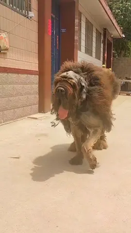 #fyp #tiktokdogs #puppy #dogsoftiktok #tiktokdog #petdog #viral #nyc #lovepetsusa #foryoupageofficiall #tibetanmastiff 