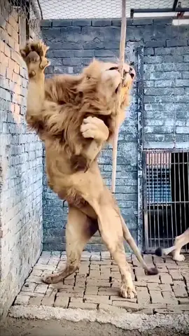 Dangerous Lion 🦁❤️ #lion #lionking #fyp #foryou #animals #alikhanak #tiktokislove #bigcat 