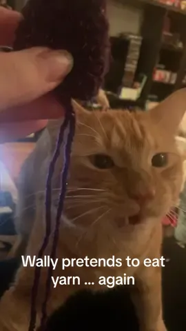 It’s the way Wally just starts fake munching and the stance that just gets me #fyp #foryou #foryoupage #asmr #asmrsounds #catasmr #catasmrchewing #orangecat #wally #orangecatsoftiktok #catsoftiktok #orangecatbehavior #crochet #crochetwithcats #wallypretendstoeat 