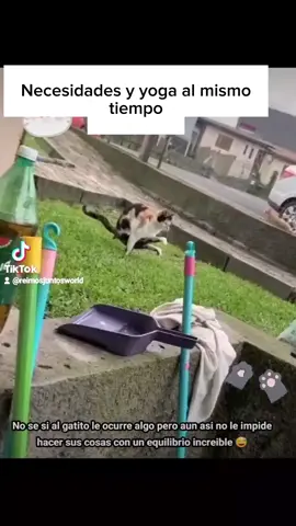 Gato parece estar haciendo yoga #parati #gato #cat #funnycat #catsoftiktok 