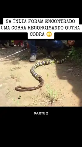 #zmei #कोबरा #змеи #tiktok_india #fy 