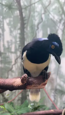 New bird friend unlocked. 