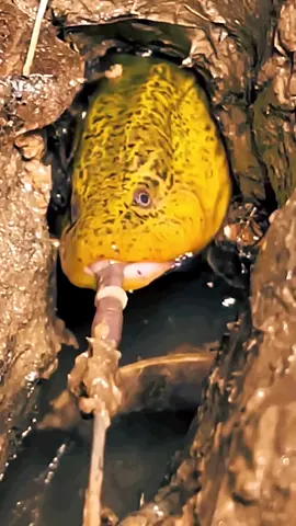 #eel#fish#fishing#rural life #foryou #fyp #Tiktok 