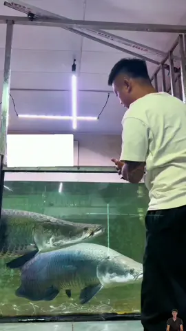 one hit... highlights...chỉ có thể là hải tượng long #ca #SportsOnTikTok #cá #fish #fishing #fishtok #fishinglife  #tiktokgiảitrí #hảitượnglong #cáhảitượng #cárồng #sicacanh #sỉcácảnh  #arapaimagigas #arapaimagigasalbino 
