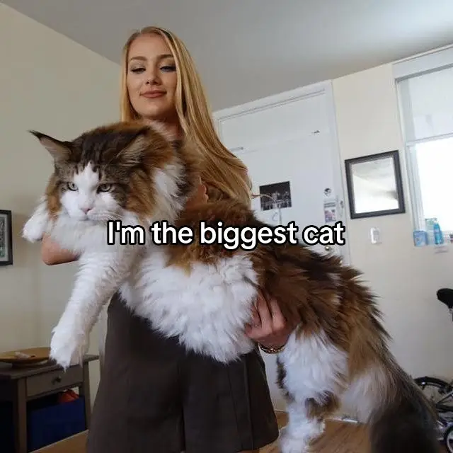 #cat #fyp 