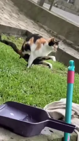 calisthenics yarn🙀#fyp #cats #calisthenics 