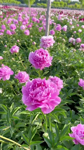 #beautiful flowers #beautiful scenery #beautiful music ❤️‍🔥💞💞💙💓💓🌈💐❤️❤️❤️❤️