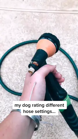 From mist to jet, our water-loving puppy can't get enough of hose spray fun! Which setting gets your dog's tail wagging? 🐾#SplashZone #FunPetGroup #WaterDog #HoseGames