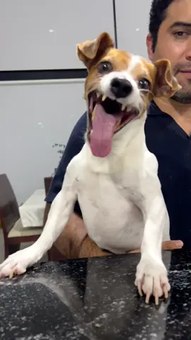 Laughing Dog Meme Template #dog #laughingdogmeme 