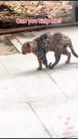 Help a disabled stray cat.If you don’t love it,please don’t hurt it. #cat #catsoftiktok #straycats #rescuecats #fyp #catloversoftiktok #disabledcat #rescuecatsoftiktok 
