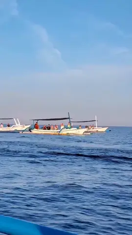 Wisata Pantai Lovina dikenal sebagai salah satu objek wisata populer yang ada di Bali Utara. Pantai ini menawarkan beragam keunikan yang tidak dimiliki oleh pantai-pantai lain yang ada di Bali. Di sana Anda bisa snorkeling dan bertemu lumba-lumba di habitat aslinya. Anda juga bisa mengunjungi beberapa tempat wisata lain yang ada di dekat sana. #dholpin #dolphin #lovina #lovinabeach #balibeach #wisatabali #balivibes 