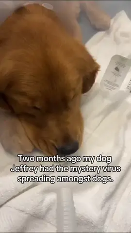 Two months ago, Jeffrey had the mystery virus spreading amongst dogs. It quickly progressed to pneumonia. Our vet immediatly started him on antibiotics, breathing treatments, and fluids. We took a very proactive approach with this and Jeffrey got better. Please take this virus seriously. If your dog is coughing and tired please consult with your vet! #dogvirus #dog 