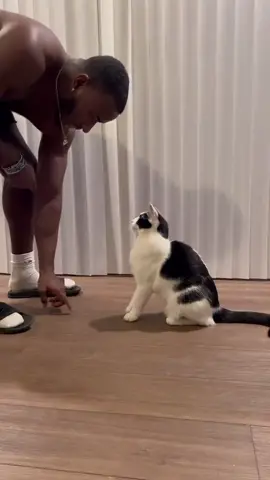 @amyslisz & @madmax_6_ 's cat is running on dog.exe - #cat #obedient #dogtricks #goodboi #talent #feline #9gag