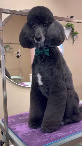finally coming clean #poodles #poodle #doggrooming #dogs