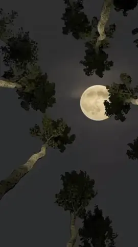 #এই পৃথিবী যেমনি আছে তেমনি ঠিক রবে#টিকটক #ভিডিও #ফরইউ #মোঃমনিরহোসেন #seemore 