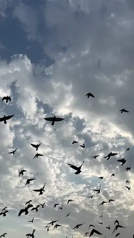 يا هالصباح الناظر 🌞🤍#فيروز #تصميمي #كسبلور #صباحكم_أحلى_صباح_يااجمل_متابعين🖤🔐 #explore #لايك❤️😘متابعة 