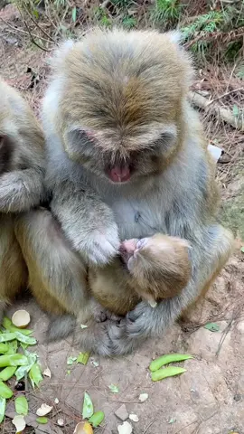 What are frogs doing#monkey #cute #pet #animal #fyp