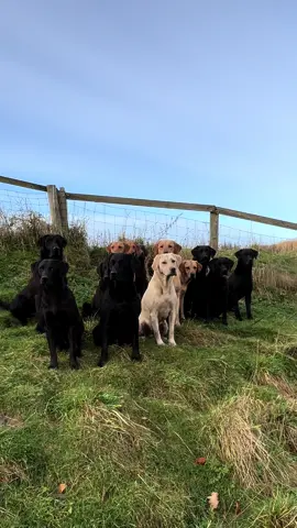 Hunter on a runner #pheasantshooting #labradorretriever #chocolatelab #foxredlab #yellowlab #blacklabsquad #training #teampureflax #gundogtrainer  #slingleygundogs #pickingupteam  #instavideo