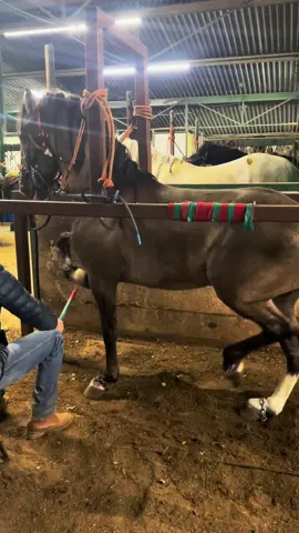El mayito ☘️🙏#grupolaberinto🐎🐎 #caballos #arrolladorabandalimon #caballos #caballosbailadores 