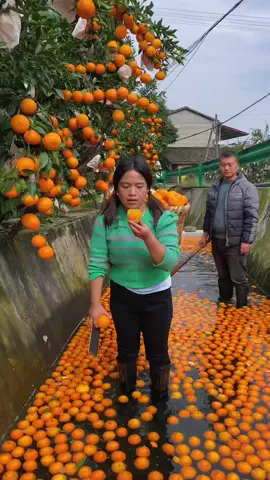 Awesome beautiful natural sweet orange🍊 fruit harvest #orange #fruit #fruitgarden #fruitfarming 