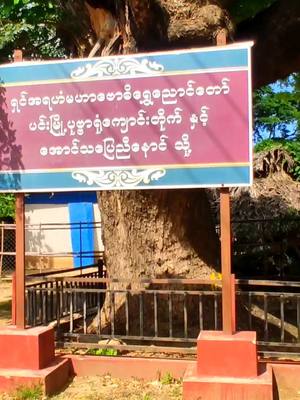 နတ်မောက်မြို့နယ်  ပင်းမြို့ဟောင်း ရှင်အရဟံအောင်ဗောဓိရွှေညောင်ပင်နှင့် နှစ်ပေါင်း၁၃၈၃ နှစ်ရှိ​အောင်သပြေညီနောင်ရောက် အမှတ်တရာ #ပင်းမြို့ဟောင်း 