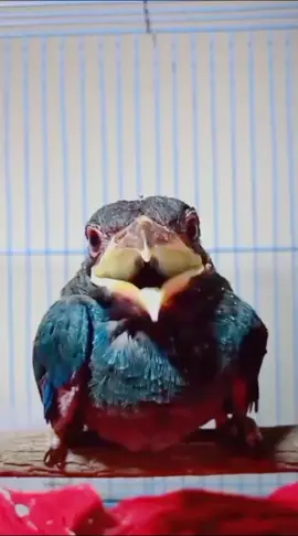 Tengkek Buto sang master handal #tengkek #birdvideos  #birdoftiktok  #birdwatchingvideos  #semuabisaditiktok 