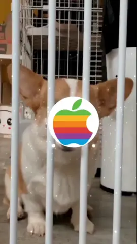 Best Dog Ringtone 2023丨Dog iphone Ringtone丨iPhone Ringtone丨Remix Ringtone #dog  #remixringtone  #iPhone  #Remix  #1ringtone  #ringtone  #tone