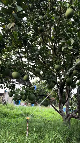 Phục hồi vườn bưởi suy kiệt, nuôi trái nhiều #buoidaxanh #nongnghiepxanh #phuchoibuoi #vanglathoire 