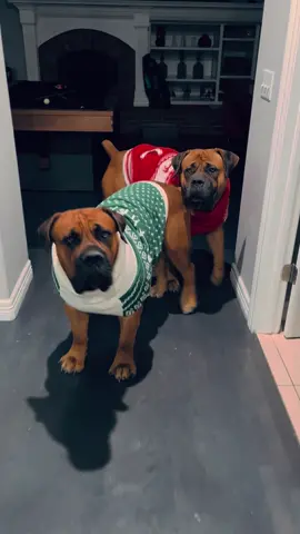 No seriously, I’m OBSESSED ❤️💚 . . #target #targetstyle #tistheseason #holidayspirit #sweaters #dogsinclothes #xmas #holidayattire #itsbeginningtolookalotlikechristmas #itsthemostwonderfultimeoftheyear #christmas #christmassweater #festive #letitsnow #holidayseason #dogs #dogsofttiktok #dogsoftiktokviral #dogsofinstagram #dogtok #imobsessed #dogreels #dogtoker #dogvideosoftiktok #dogvideo #maximusandmorpheus #imobsessedwithmydog #PetsOfTikTok #dapperdog #boerboelsoftiktok 